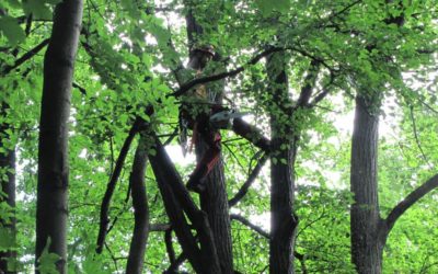 Arboristé zahájili ošetření stromů na Křížovém vrchu