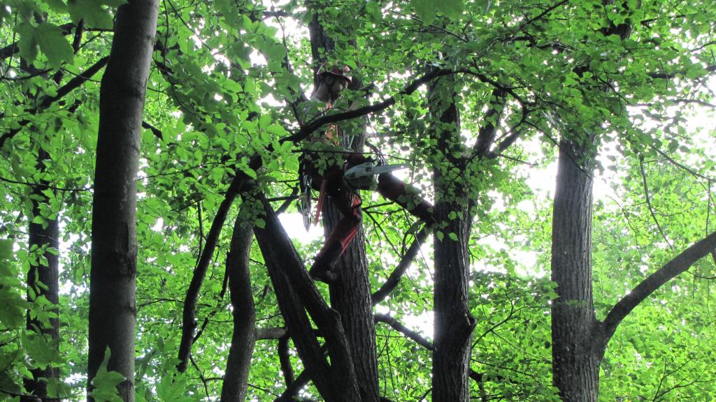 Arboristé zahájili ošetření stromů na Křížovém vrchu