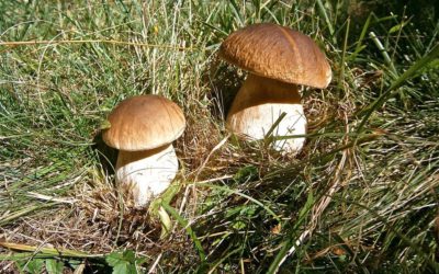 Plus 8 V některých částech Libereckého kraje se dá nasbírat i koš hub. V okolí Liberce budete hledat marně