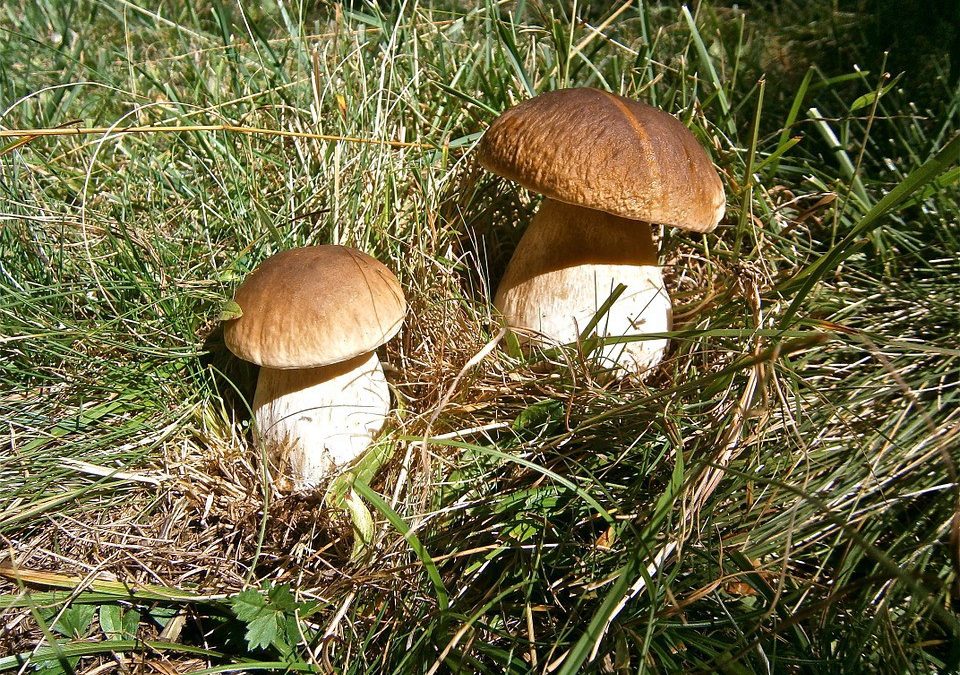 V některých částech Libereckého kraje se dá nasbírat i koš hub. V okolí Liberce budete hledat marně