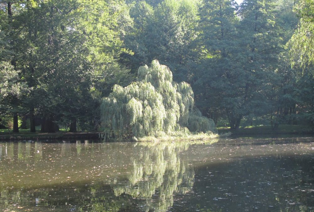 Zámecký rybník ve Frýdlantu se revitalizuje, práce skončí letos