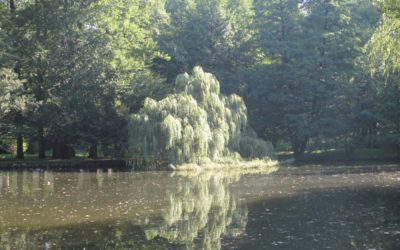 Plus 4 Zámecký rybník ve Frýdlantu se revitalizuje, práce skončí letos