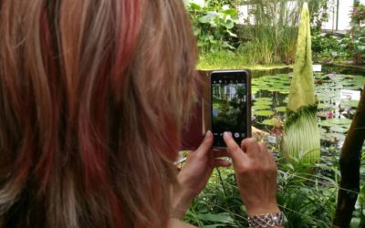 Potraviny Měděnka Hejnice 62 Obrovské poupě vzácného zmijovce titánského v liberecké Botanické zahradě