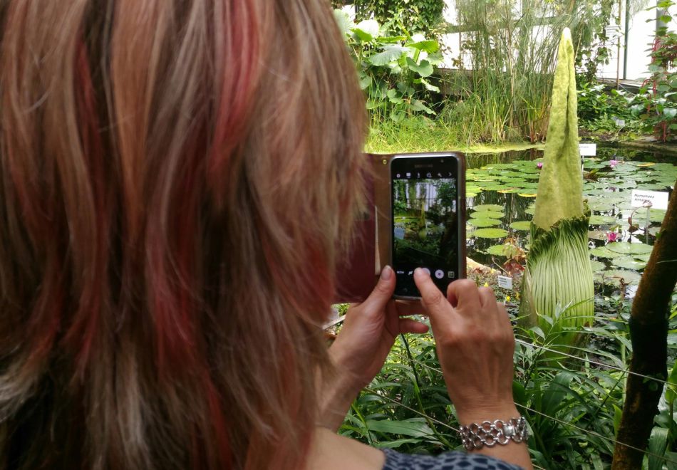 Obrovské poupě vzácného zmijovce titánského v liberecké Botanické zahradě