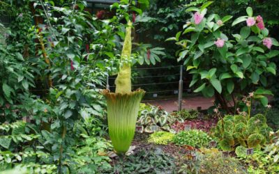 Plus 6 Zmijovec titánský právě rozkvétá. Botanická zahrada je proto dnes otevřená do půlnoci