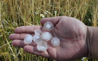 Plus 10 Kroupy způsobily farmářům na Frýdlantsku milionové škody