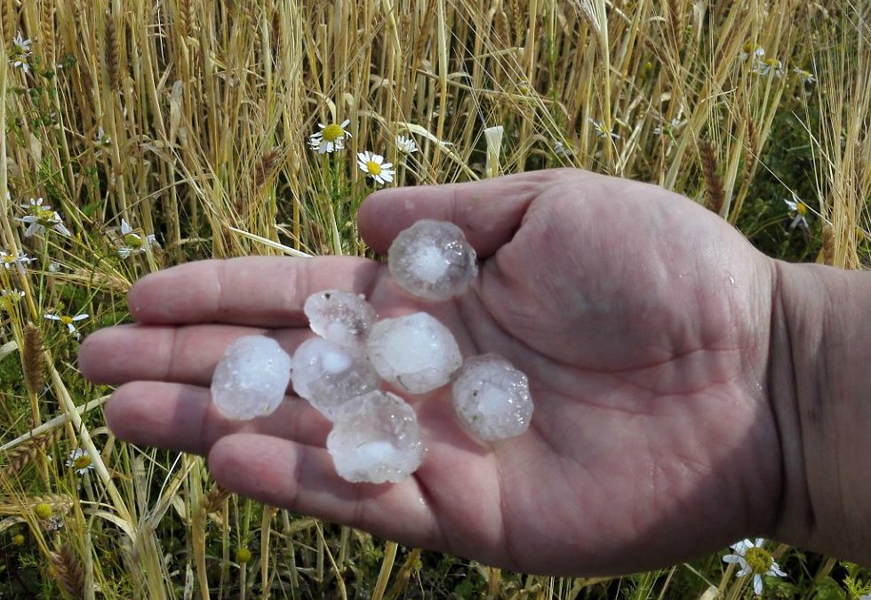 Kroupy způsobily farmářům na Frýdlantsku milionové škody