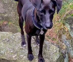 Pomozme najít Rózu