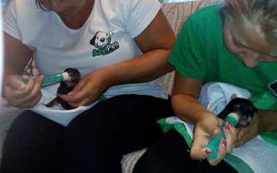 Plus 18 Někdo svázal a pohodil v lese ještě slepá štěňata