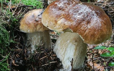 Plus 3 Češi v dobré sezóně nasbírají až 60 tisíc tun hub za rok