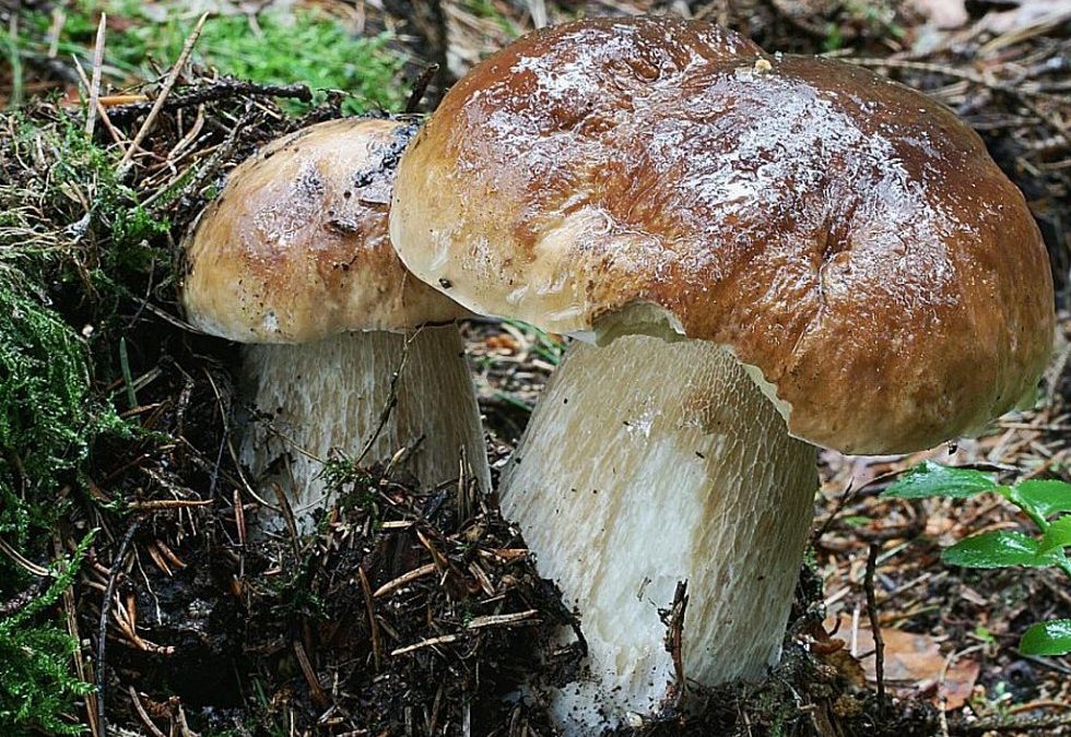 Češi v dobré sezóně nasbírají až 60 tisíc tun hub za rok