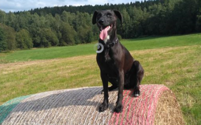 Kraj nebude zvyšovat ceny hromadné dopravy v tarifu IDOL 6 Róza už je doma