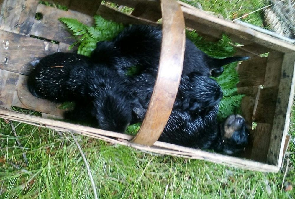 V lese na Frýdlantsku kdosi odložil svázaná třídenní štěňata, nechal je ležet v trávě