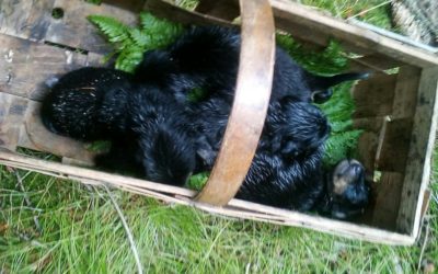 Plus 17 V lese na Frýdlantsku kdosi odložil svázaná třídenní štěňata, nechal je ležet v trávě