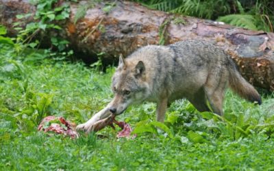 Kraj nebude zvyšovat ceny hromadné dopravy v tarifu IDOL 8 Kraj zaplatí odškodné chovatelce z Jindřichovic. Dvaatřicet jehňat a čtyři ovce jí zabila smečka vlků