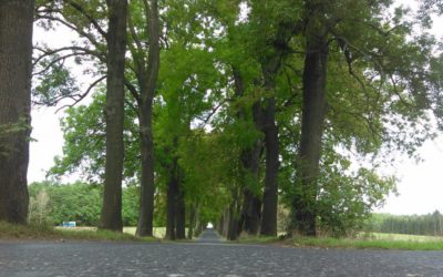 Kraj nebude zvyšovat ceny hromadné dopravy v tarifu IDOL 12 Čtyři aleje kolem silnic na Frýdlantsku se dočkají obnovy. Stromy se vrátí i na kočárovou alej