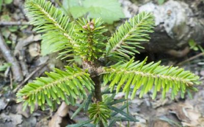 Ubytování, penziony, hotely, chaty, chalupy, resorty, hostely, motoresty a kempy 67 Lidé přispěli na lesy – pohybem