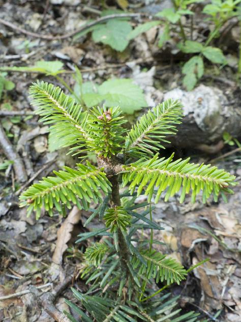 Lidé přispěli na lesy – pohybem