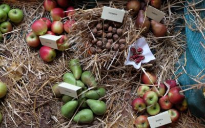 Kraj nebude zvyšovat ceny hromadné dopravy v tarifu IDOL 11 Zahrádkáři zvou po roce na výstavu toho, co vypěstovali