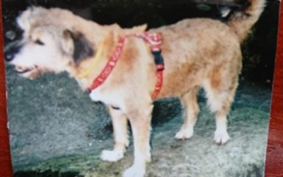 Kraj nebude zvyšovat ceny hromadné dopravy v tarifu IDOL 12 Gita už je doma