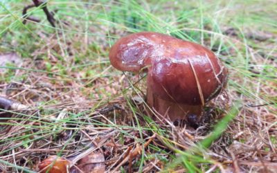 Kraj nebude zvyšovat ceny hromadné dopravy v tarifu IDOL 7 Houby rostou, ale je jich méně. Velké rozdíly jsou mezi lokalitami