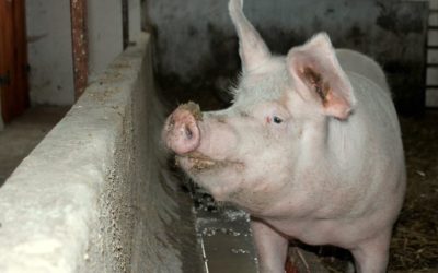 Kraj nebude zvyšovat ceny hromadné dopravy v tarifu IDOL 6 Půjde Růženka na jatka? Chov prasnice nevyšel, dobrovolníci ji chtějí vykoupit