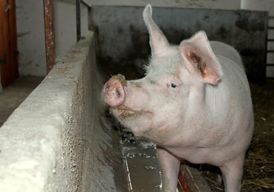 Půjde Růženka na jatka? Chov prasnice nevyšel, dobrovolníci ji chtějí vykoupit