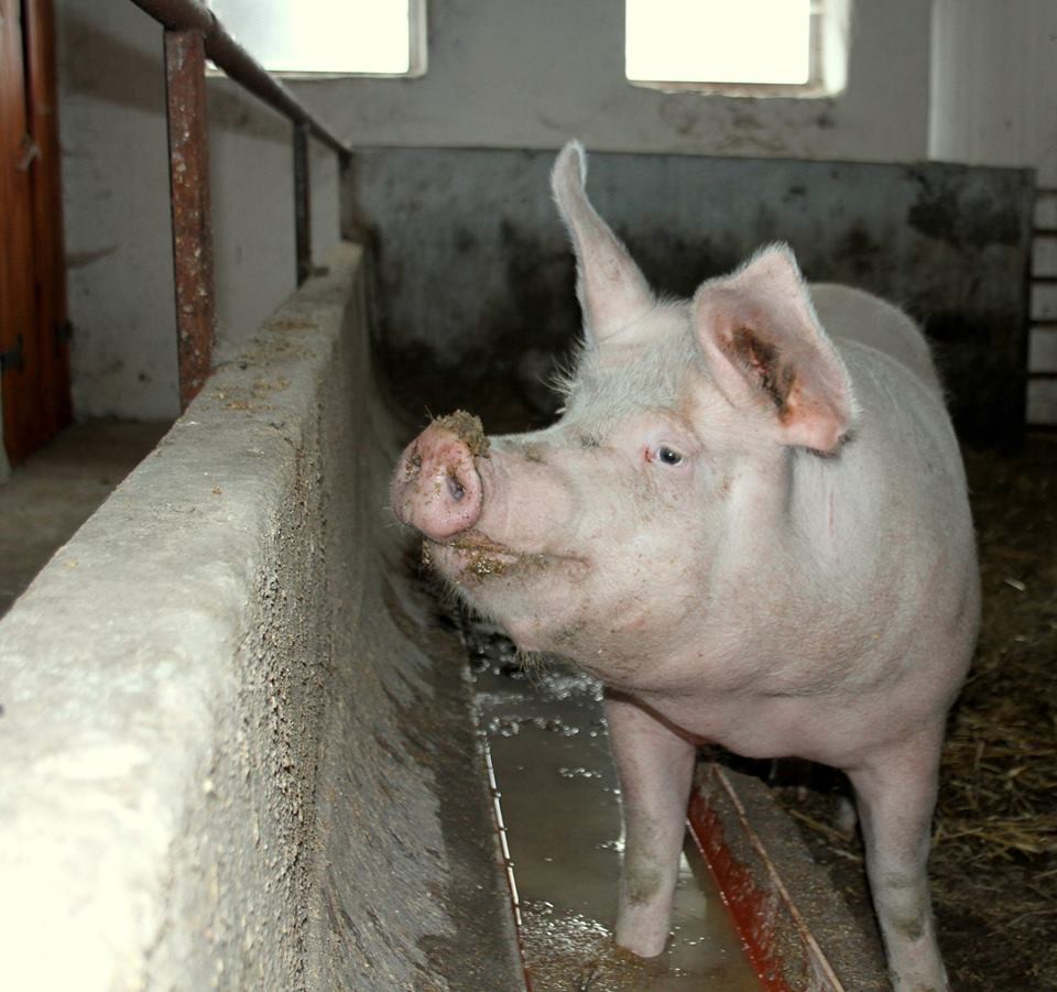 1000x1000 1505725529 ruzenka by mohla zit na farme nadeje