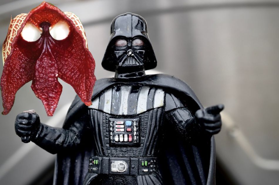 Vypadá jako padouch z Hvězdných válek. Kvetoucí vzácnost v botanické