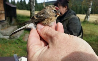 Kraj nebude zvyšovat ceny hromadné dopravy v tarifu IDOL 9 OBRAZEM: Ornitologové se opět sjeli do Jizerek