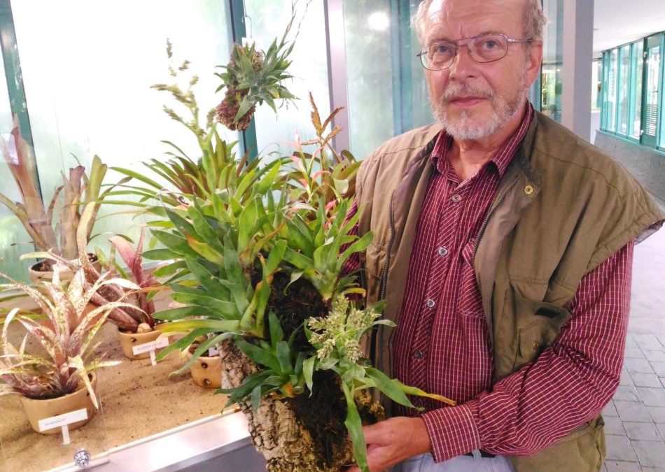 Masožravka příbuzná ananasu je k vidění v botanické jen dva týdny