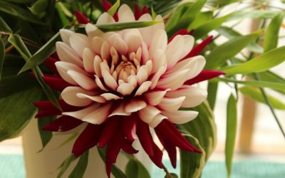 Kraj nebude zvyšovat ceny hromadné dopravy v tarifu IDOL 10 Hejnice zaplavily jiřinky. Do neděle se tu koná mezinárodní výstava