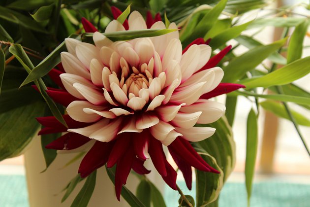 Hejnice zaplavily jiřinky. Do neděle se tu koná mezinárodní výstava