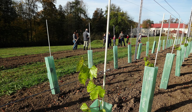 Chmelnice, vinice, sad i pole. Škola ve Frýdlantu mění nevyužité pozemky