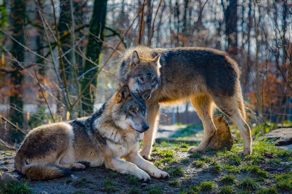 Ochranáři prověřují, jestli se v okolí Bedřichova v Jizerkách objevili vlci
