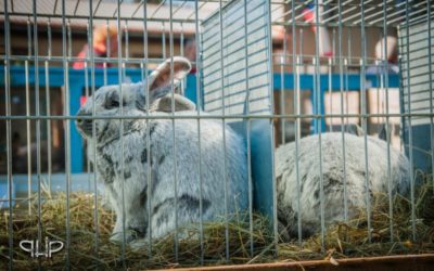 Chovatelská výstava lákala a bavila