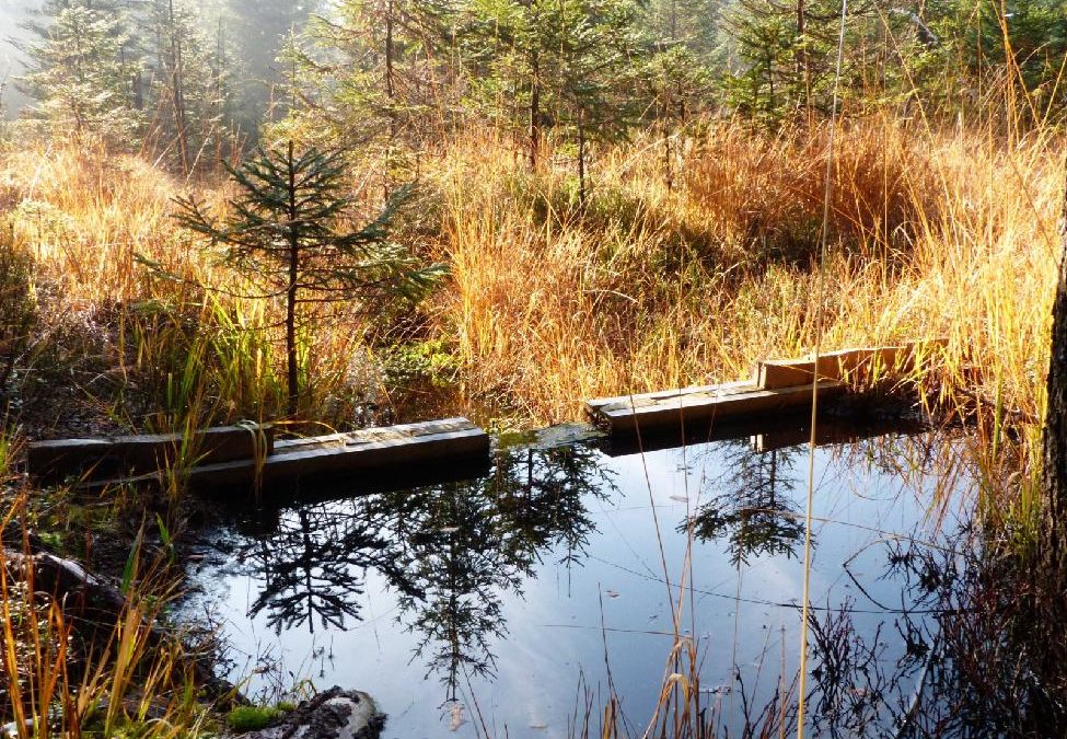 Nadace a spolek zachránily rašeliniště