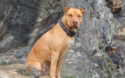 Neviděli jste fenku Ejmy?