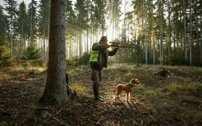 Plus 9 Myslivců ubývá. Přemnožená zvířata nemá kdo střílet