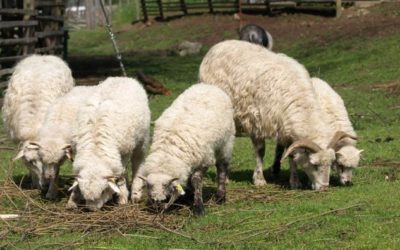 Kraj zaplatí dalších 16 tisíc korun za ovce, které roztrhal vlk