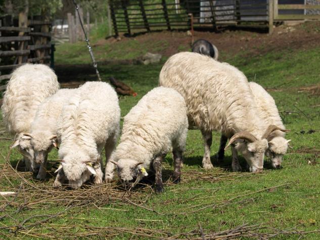Kraj zaplatí dalších 16 tisíc korun za ovce, které roztrhal vlk