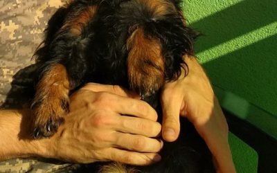 Pomozme najít Hardyho