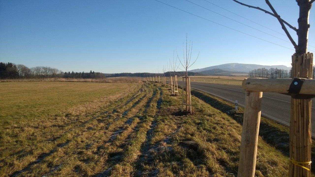 Liberecký kraj nadále pokračuje v péči o aleje 1 alej