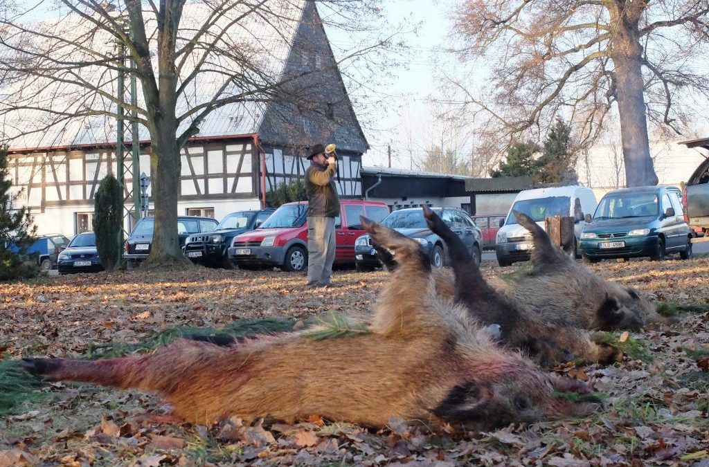 Informace pro chovatele prasat, vydané v souvislosti s africkým morem prasat