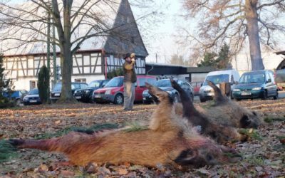 Informace pro chovatele prasat, vydané v souvislosti s africkým morem prasat