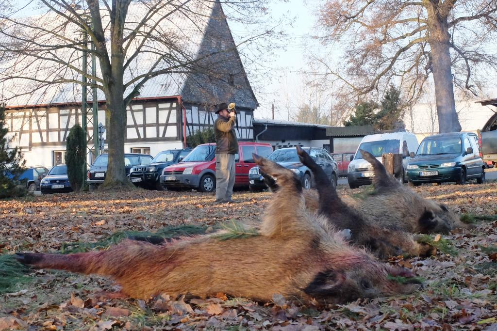 Informace pro chovatele prasat, vydané v souvislosti s africkým morem prasat 1 hon 21 1