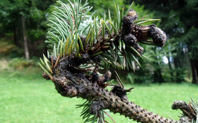 Právě pro Tebe / Kavárna a pekárna 21 Jizerské hory ohrožuje houba kloubnatka. Vyhubí všechny smrky pichlavé