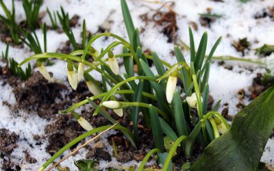 Právě pro Tebe / Kavárna a pekárna 26 Jaro klepe na dveře. Bude se postupně oteplovat, mrazy už se nevrátí ani v noci