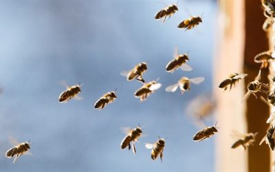 Právě pro Tebe / Kavárna a pekárna 20 Úroda bývá menší. Včely v kraji kosí nemoci a chybí včelaři