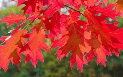 Právě pro Tebe / Kavárna a pekárna 22 Ve Frýdlantě bude 20. dubna vysazena alej Republiky